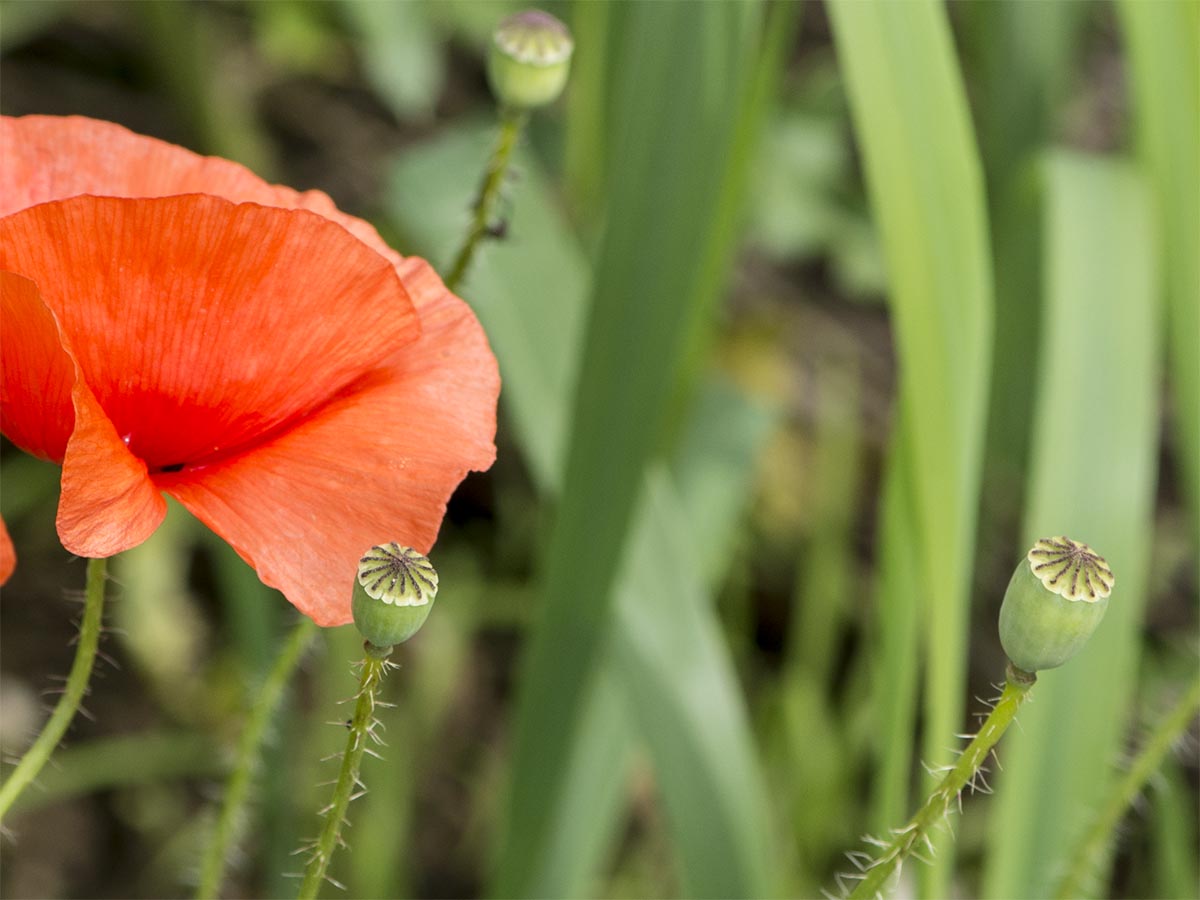 Papaver rhoeas